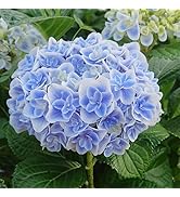 ꙳★*ハイドランジア꙳★*様　専用 ハイドランジア｜商品案内｜株式会社アスカ商会